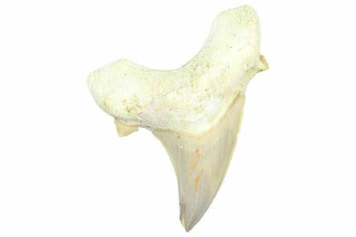 Fossil Shark Tooth (Otodus) - Morocco #353491